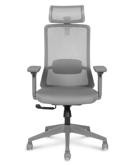 AVIS GRIGIO HB